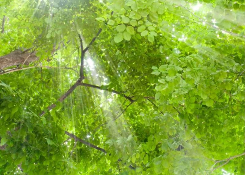 Un particolare dell'immagine del sito web del Fascination of Plants Day edizione 2024.