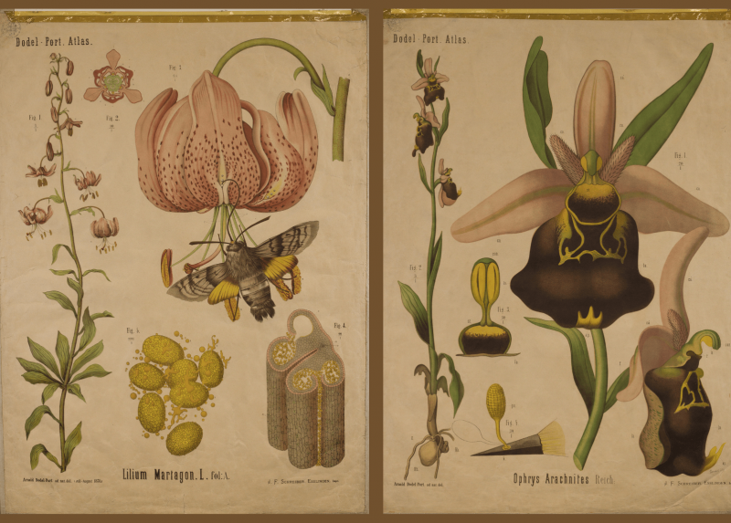 Le tavole "Lilium martagon", serie Dodel-Port, 1883 e "Ophrys arachnites", serie Dodel-Port, 1883 