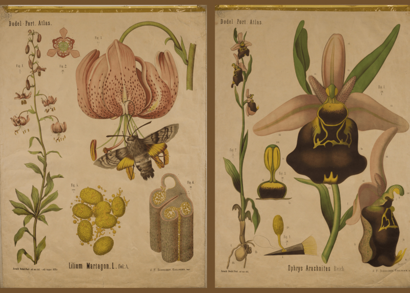 Le tavole "Lilium martagon", serie Dodel-Port, 1883 e "Ophrys arachnites", serie Dodel-Port, 1883