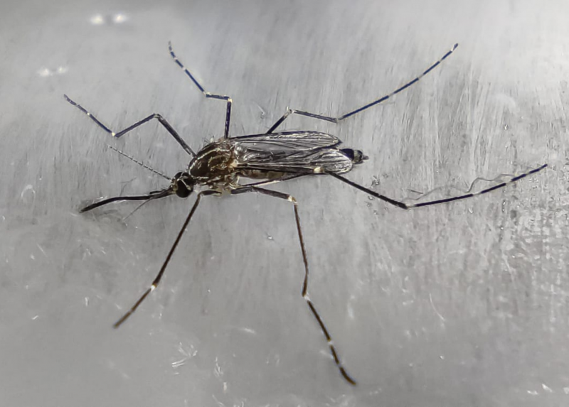 Un'immagine dell'Aedes koreicus, la zanzara coreana