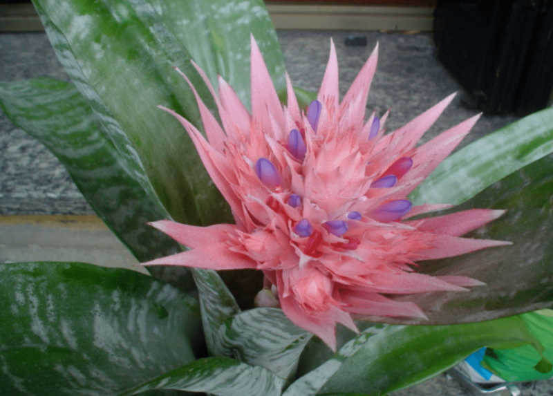 Il fiore della Bromelia