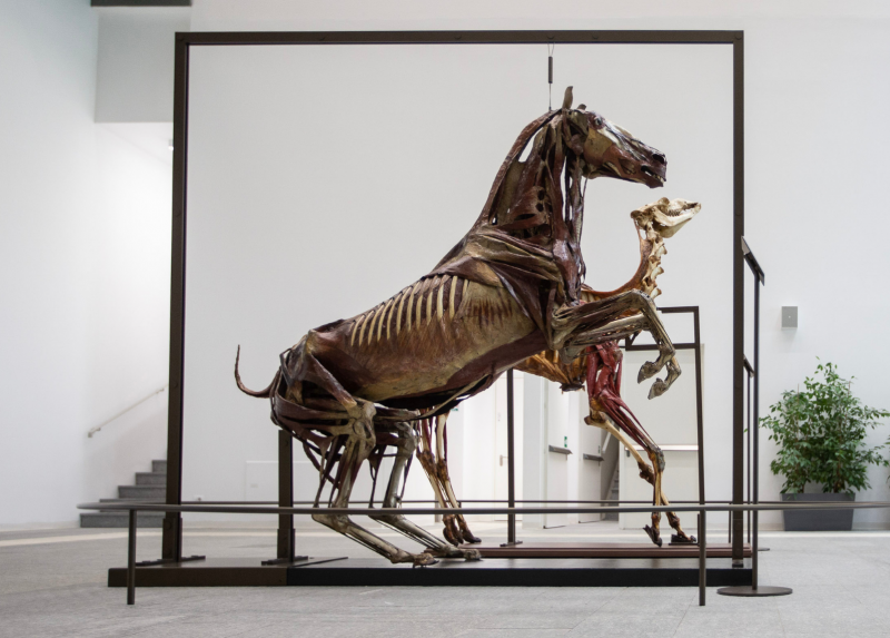 Statua miologica di cavallo. Scuola milanese, fine sec. XVIII, inizio sec. XIX - Foto di Davide Pravettoni