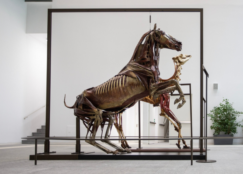 Statua miologica di cavallo (Scuola milanese, fine sec. XVIII, inizio sec. XIX) nella sede di Lodi della Statale - Foto di Davide Pravettoni