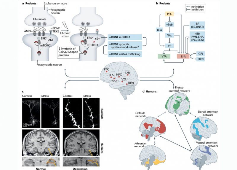 L'immagine rappresenta quattro livelli di interazione attraverso i quali lo stress provoca modificazioni mal-adattative nel cervello
