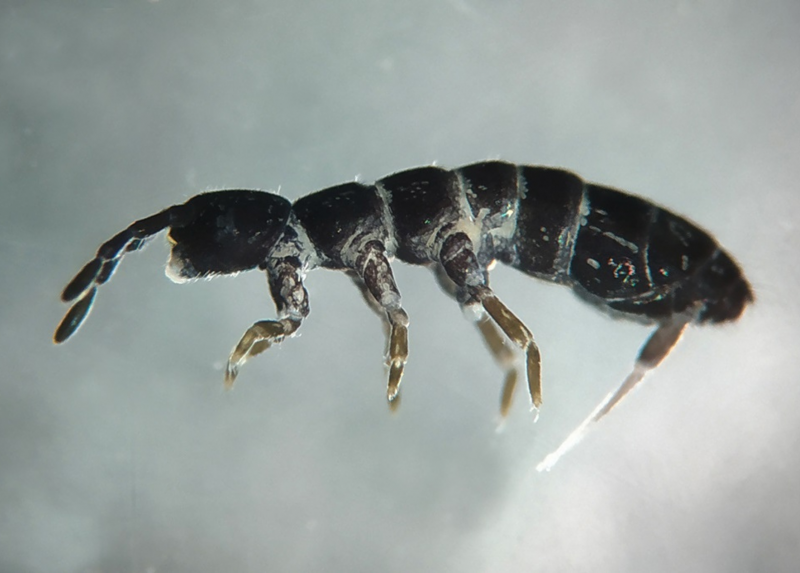 Un'immagine della Desoria calderonis, la nuova specie animale scoperta sul ghiacciaio del Calderone