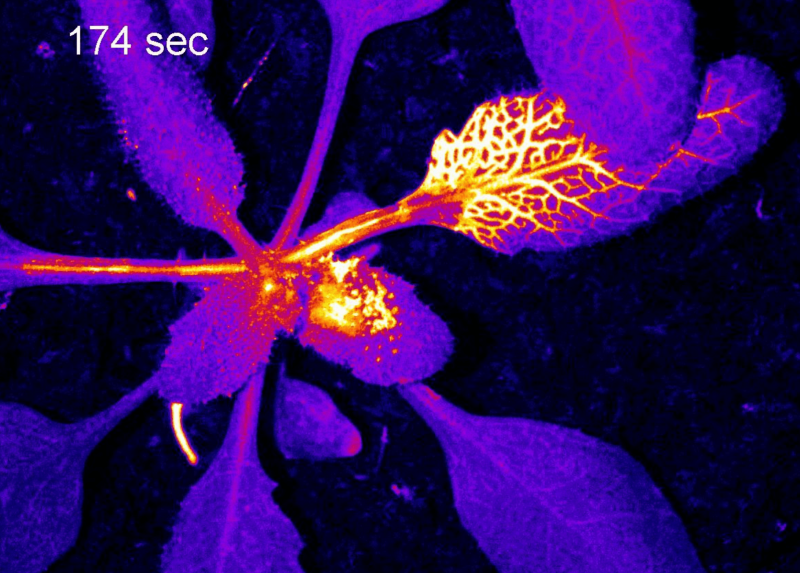 Pianta di Arabidopsis thaliana esprimente un sensore geneticamente codificato per la visualizzazione dello ione calcio. L'immagine è stata ottenuta mediante uno stereo microscopio a fluorescenza in seguito al tocco del picciolo fogliora con una pinzetta