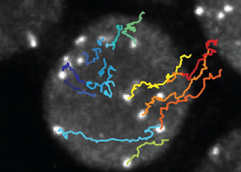 Le tracce temporali dei marchi fluorescenti usati per visualizzare i siti dei cromosomi