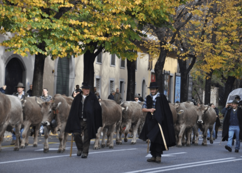 La transumanza dei bergamini nel 2019