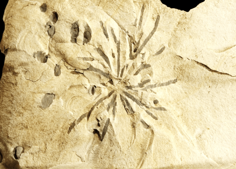 Un reperto fossile dell'Appennino piacentino