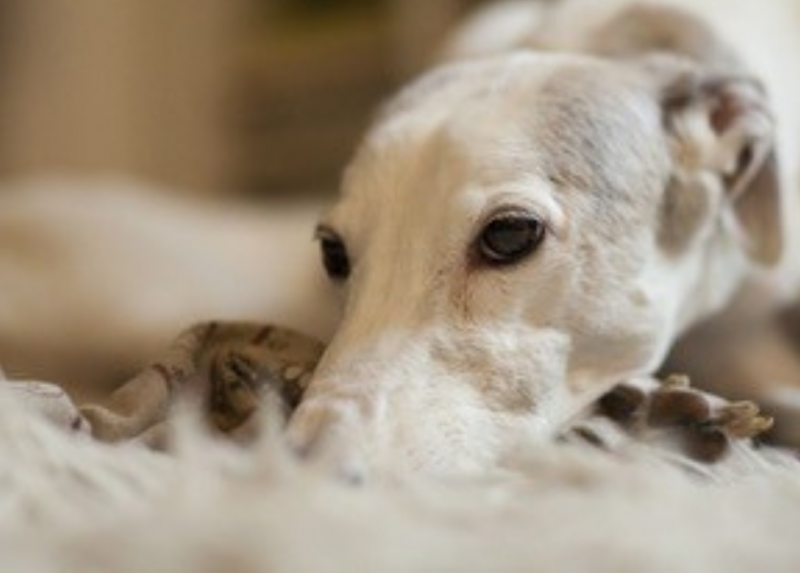 Su Scientific Reports uno studio coordinato dalla Statale sul lutto del cane