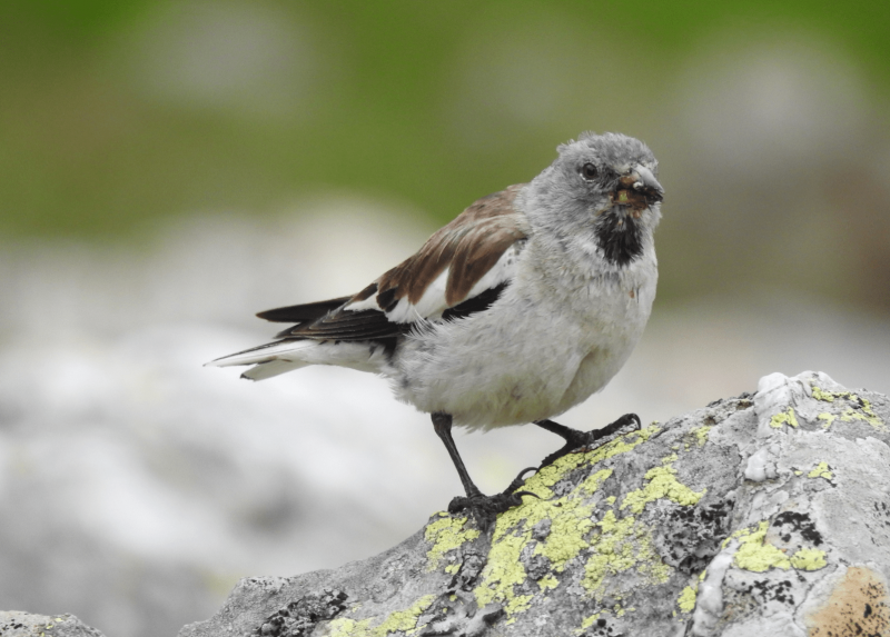 Un fringuello alpino - Foto Mattia Brambilla