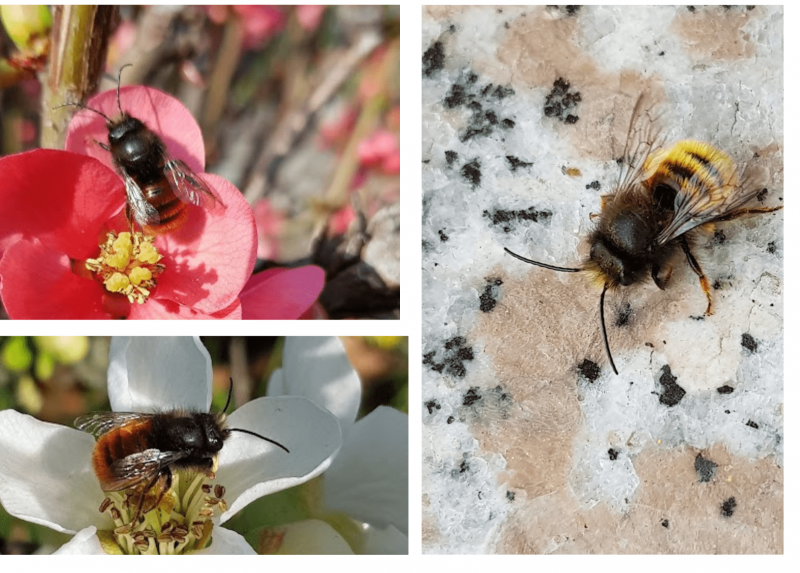 Esemplari maschio e femmina di Osmia