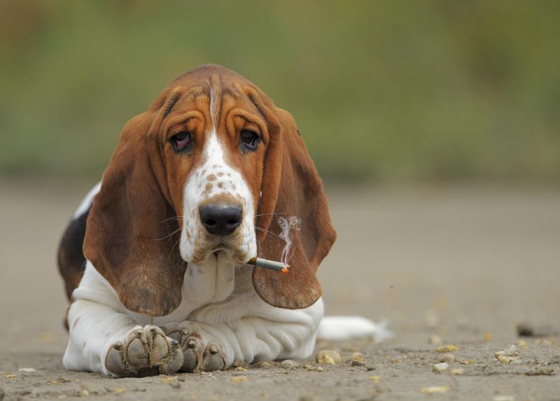 Uno studio della Statale ha evidenziato la presenza di cotinina, un prodotto della nicotina, nel siero e nel pelo dei cani esposti al fumo passivo