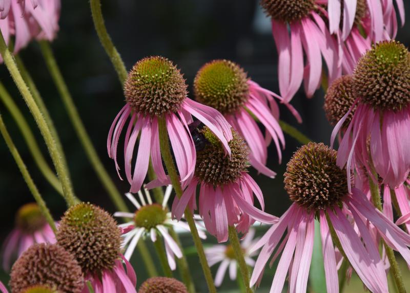 Orto botanico G.E. Ghirardi, Echinacea purpurea