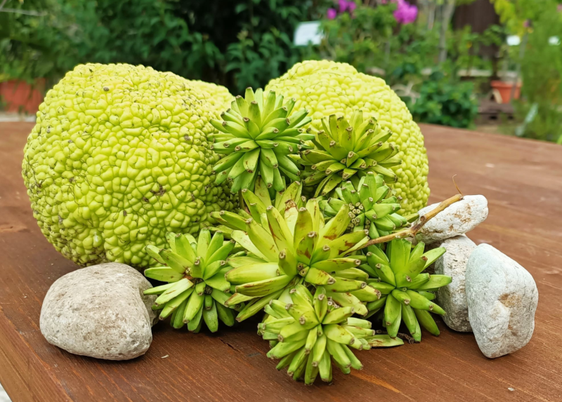 Orto Botanico di Toscolano Maderno "G.E. Ghirardi" - Maclura Pomifera