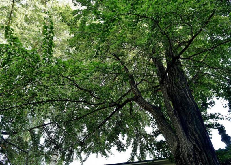 Uno scorcio dell'Orto Botanico di Brera - credit: Duilio Piaggesi