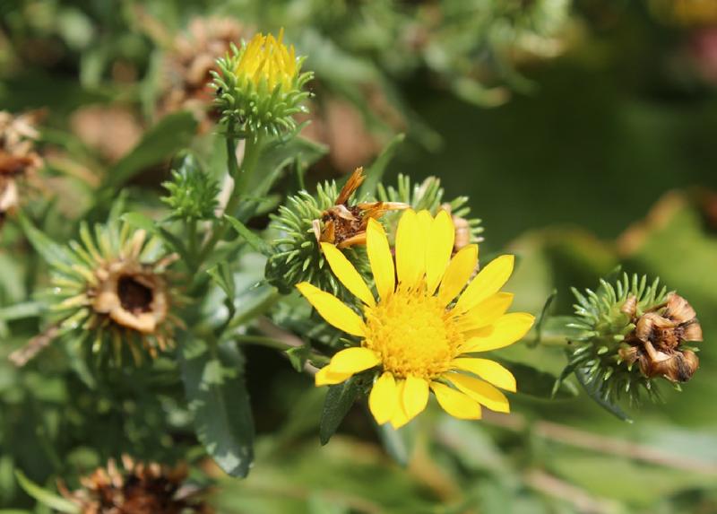 Capolino di grindelia