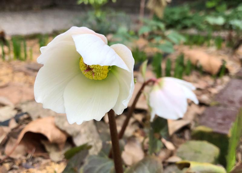 L'Orto Botanico di Brera