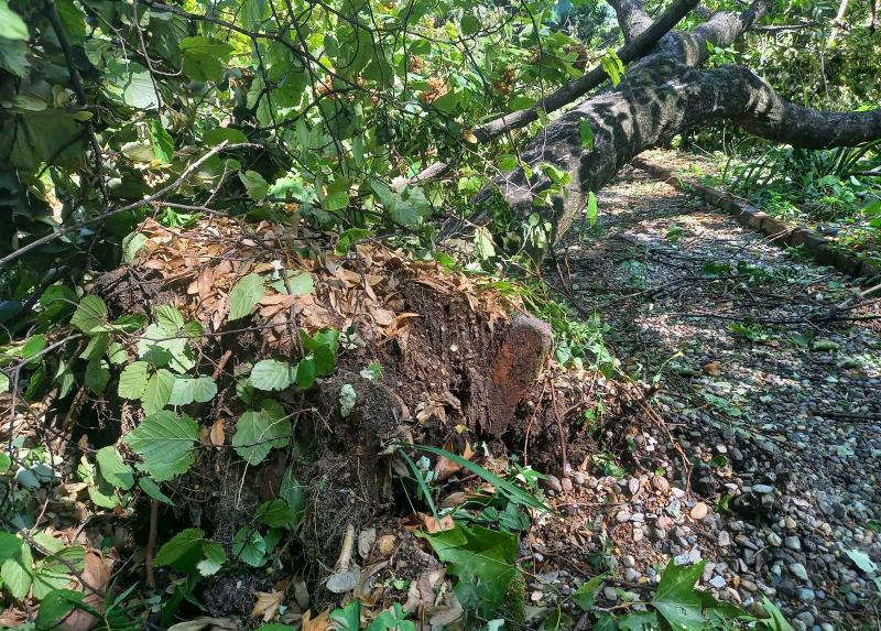 Orto Botanico di Brera: esemplare di Hibiscus syriacus sradicata