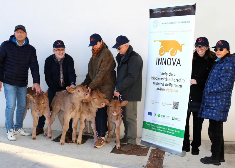 I vitellini nati dal progetto INNOVA