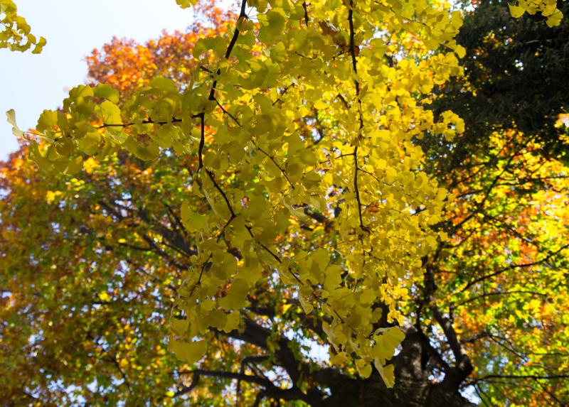 Ginko biloba, Orto Botanico di Brera