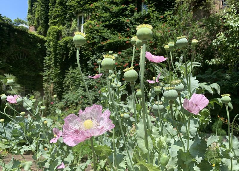 Primo piano sul papavero da oppio in fiore