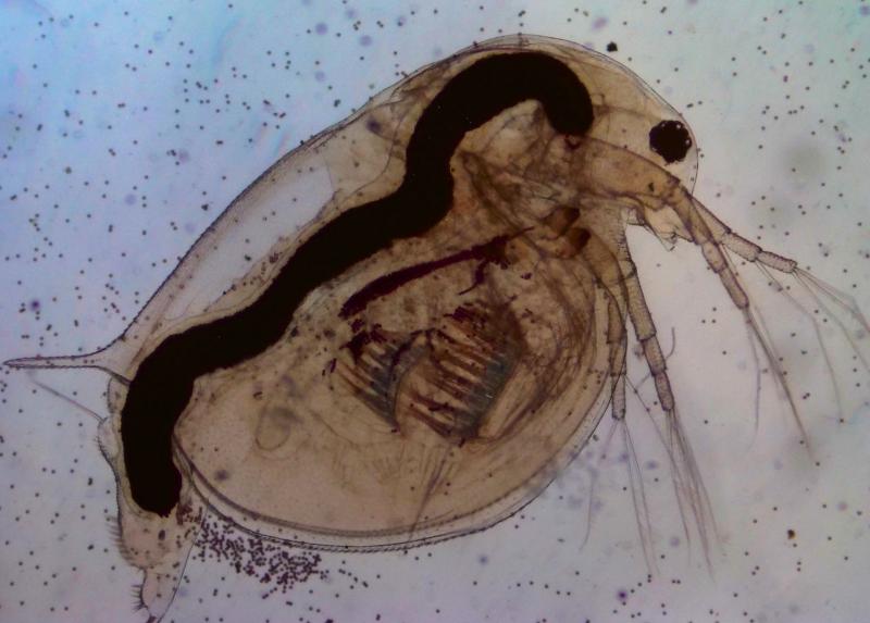 Immagine al microscopio di Daphinia magna parte della mostra "ESPosti alla plastica" realizzata dal dipartimento di Scienze e Politiche ambientali dell'Università Statale.