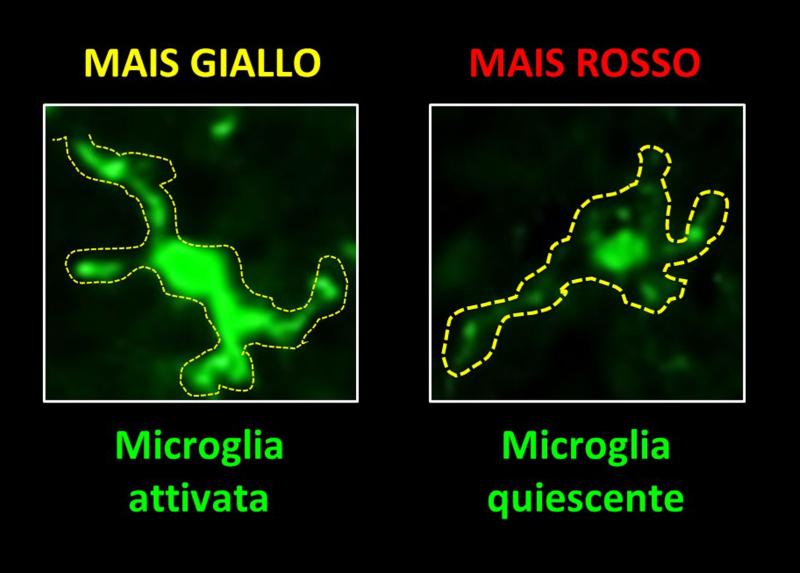 Microglia attivata e Microglia quiescente