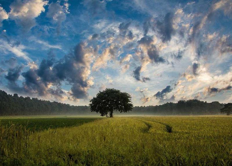 Campo di grano con albero
