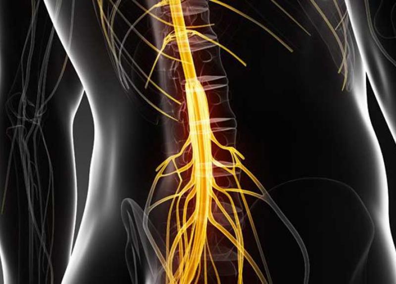 Particolare di midollo spinale