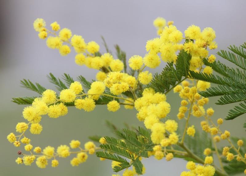 Mimose