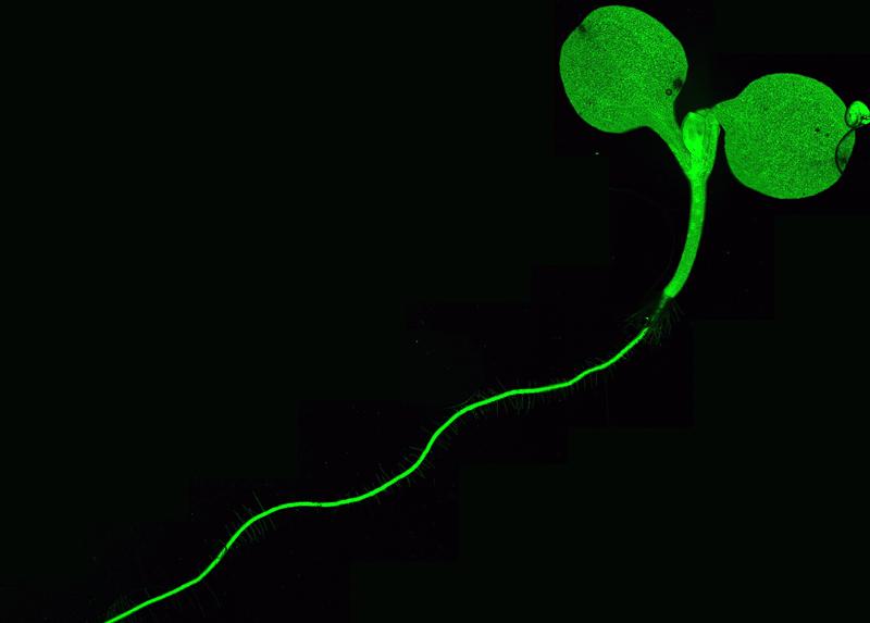 Arabidopsis thaliana