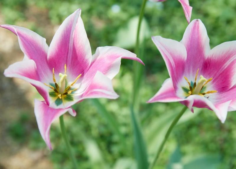 Un particolare della locandina delle visite guidate dell'Orto botanico di Brera per MuseoCity.