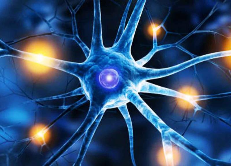Neurone 