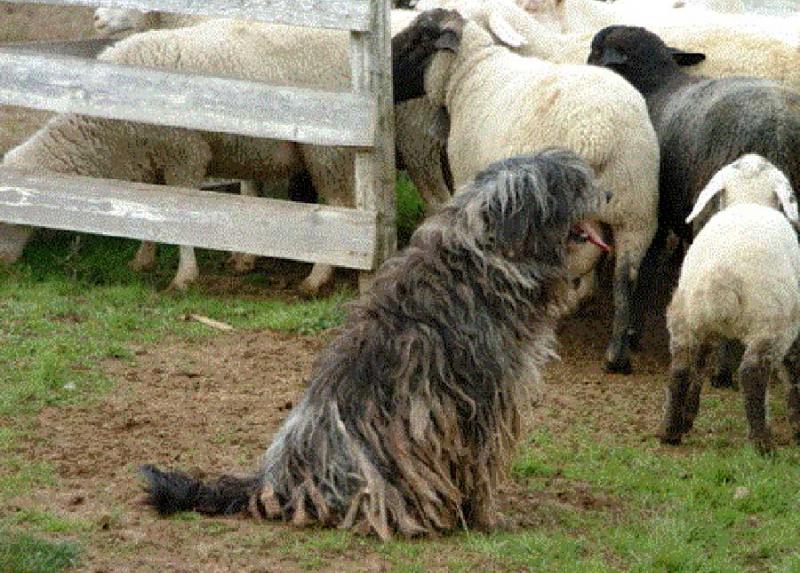 Pastore Bergamasco - Foto di Cavalchini