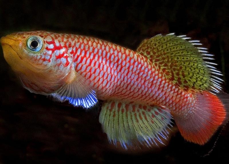 esemplare di pesce N. furzeri