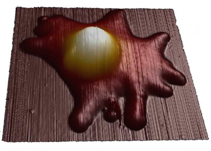 Cellula viva esaminata al microscopio 