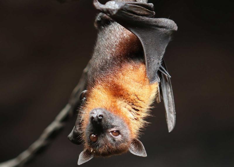 Esemplare di pipistrello