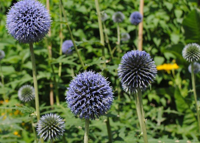 Particolare del programma del Fascination of Plants Day all'Orto botanico di Brera.