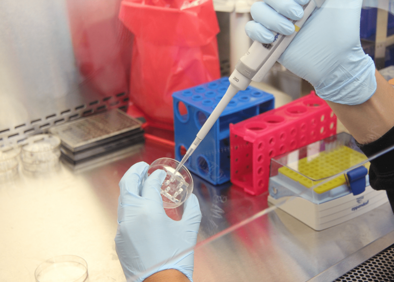Attività di laboratorio