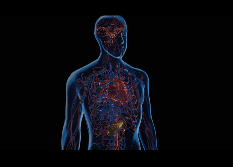 Il modello computazionale umanoide messo a punto dal Centro per la Complessità e i Biosistemi 