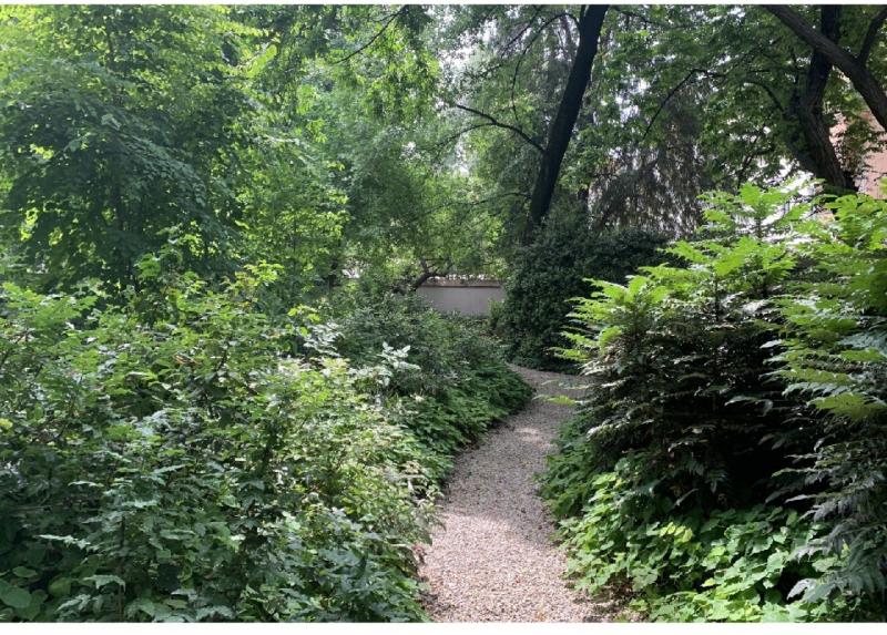 Uno scorcio dell'Arboreto. Il sinuoso sentiero è delimitato da varie specie di Mahonia e sullo sfondo si intravedono i tronchi di alcuni dei grandi alberi, Quercus castaneifolia e Pterocarya fraxinifolia