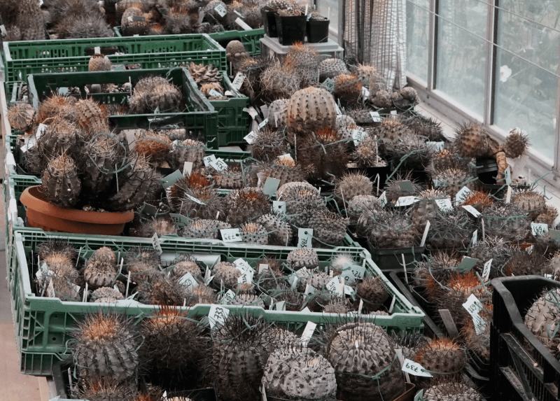 Le piante di cactus custodite all'Orto Botanico di Città Studi fino alla partenza per il Cile