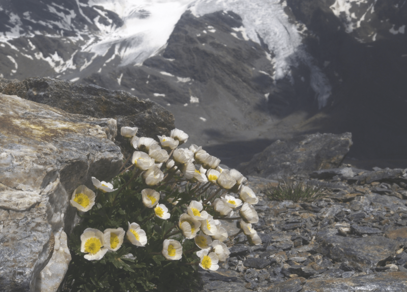 Il ranuncolo dei ghiacciai, sullo sfondo la vedretta del Pasquale - Foto di Marco Caccianiga