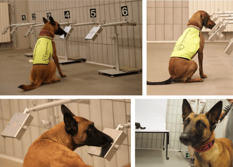 I cani impiegati nei laboratori di Medicina Veterinaria