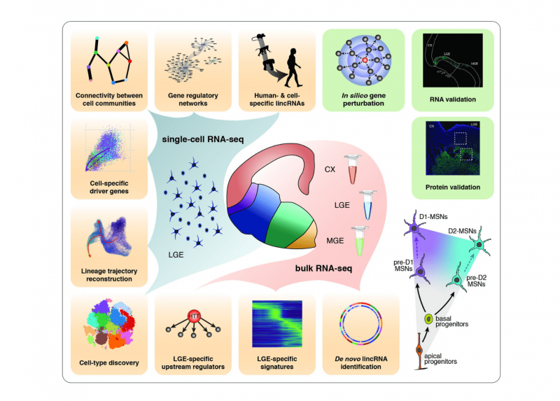 Modified by Tiziana Lischetti from Bocchi et al., Science 2021. DOI: 10.1126/science.abf575