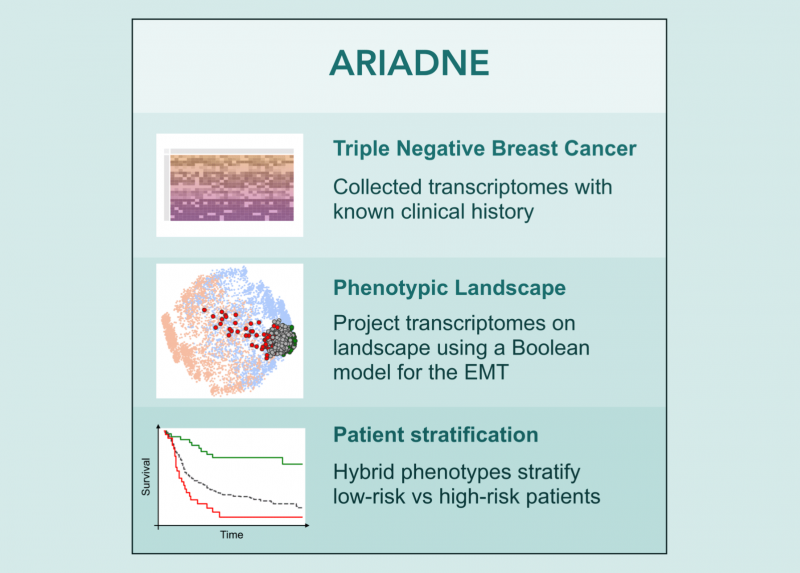 ARIADNE, una strategia basata su algoritmi per valutare il rischio di metastasi in pazienti con tumore al seno triplo negativo
