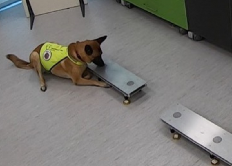 L'addestramento dei cani in laboratorio per rilevare la presenza di Sars-Cov-2