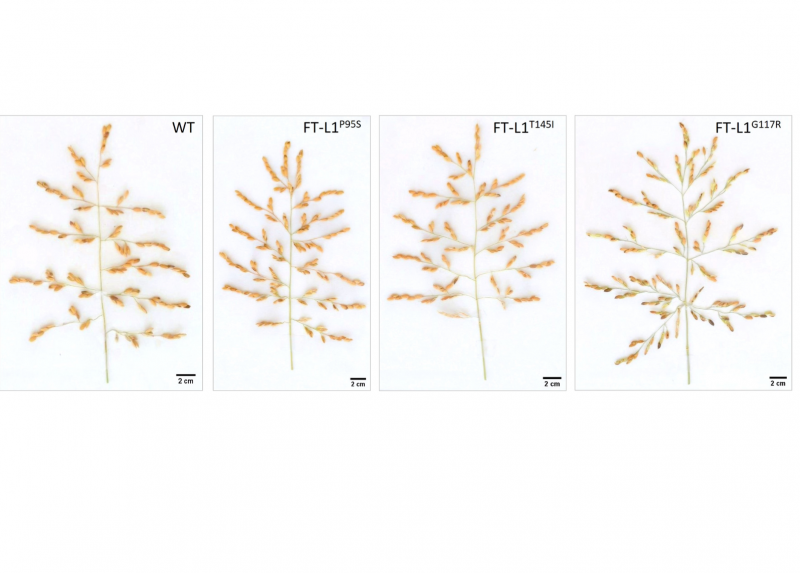 Un'immagine tratta dallo studio pubblicato su Nature Plants