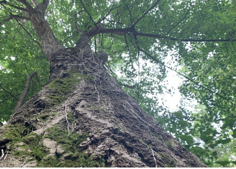 Tronco di Ginkgo biloba maschio e le caratteristiche foglie a ventaglio